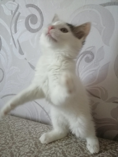 Красивый котенок ищет семью, фото 2