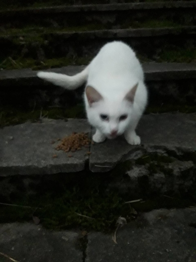 Замечены белые кот/кошка