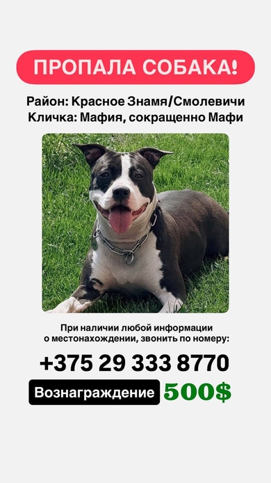 Пропала собака