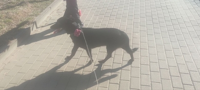 Пропала собака, фото 2 Пропала собака, фото 2