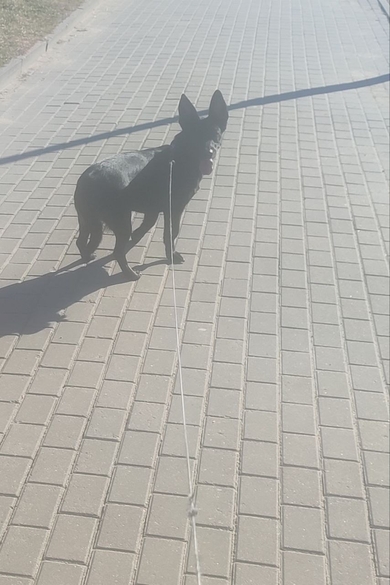 Пропала собака, фото 3 Пропала собака, фото 3