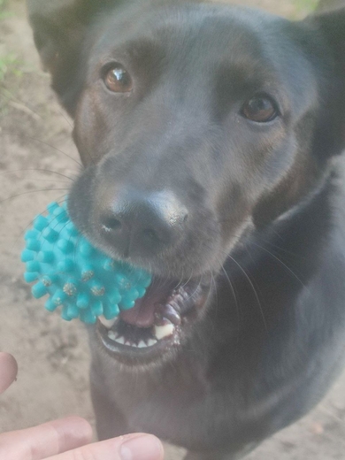 Пропала собака, фото 4 Пропала собака, фото 4