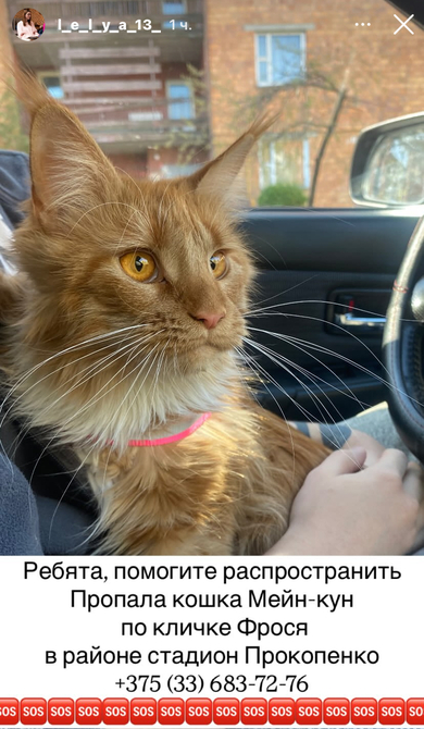 Пропала кошка