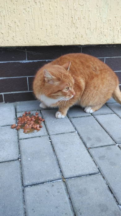Найден рыжий кот в г. Барановичи в Боровках