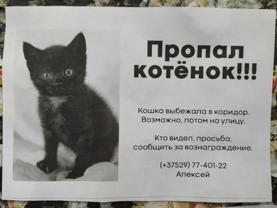 Пропал котенок