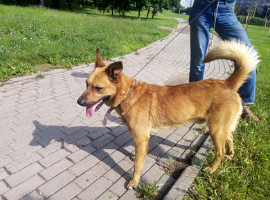 Собака(мальчик), м-н Серебрянка, Минск, 27.06, фото 2