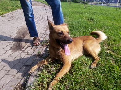 Собака(мальчик), м-н Серебрянка, Минск, 27.06, фото 3