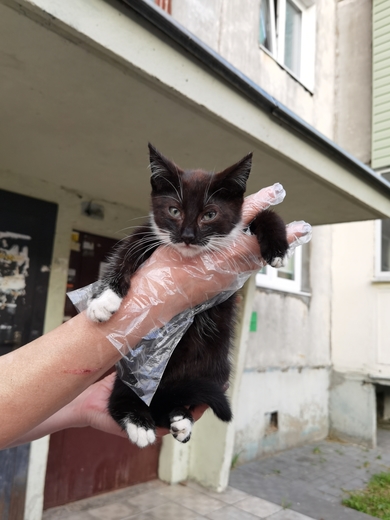 Котенок Кноп ищет дом и семью!