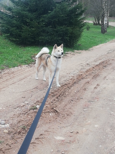 Пропала собака