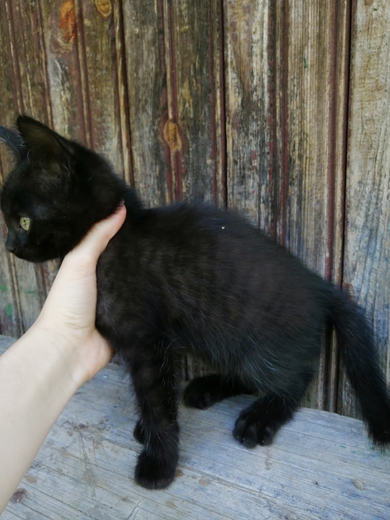 Котята в добрые руки, фото 4