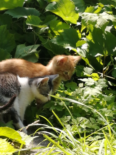Котята в добрые руки, фото 3