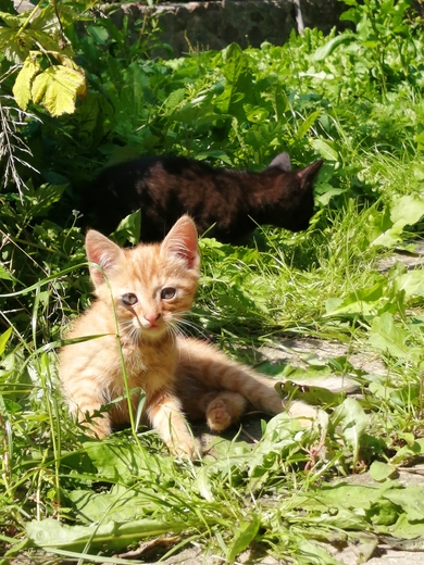Котята в добрые руки, фото 2