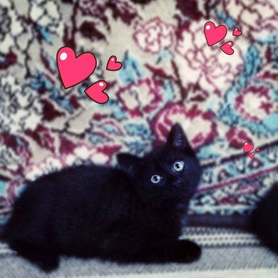 Шикарные чёрные котята в самые добрые руки!