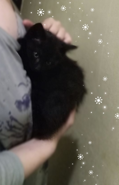 Шикарные чёрные котята в самые добрые руки!, фото 4