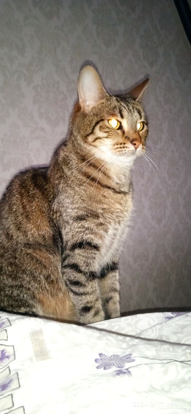 Пропала кошка, фото 2