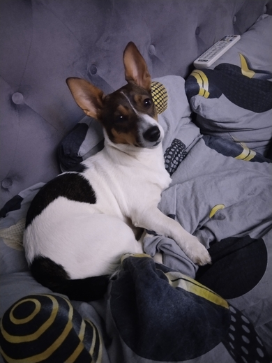 Потеряна собака Джек Рассел - Бэтти