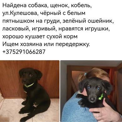 Щенок ищет старых или новых хозяев, фото 3