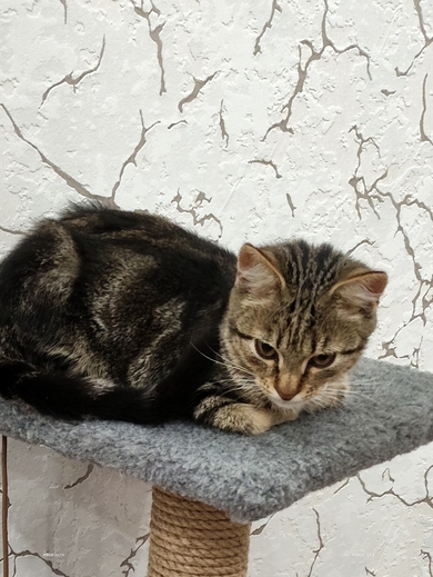 ПРОПАЛА КОШЕЧКА