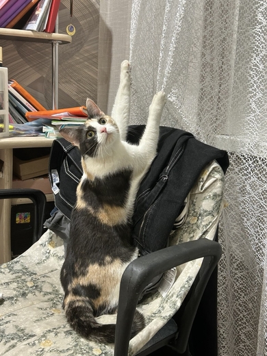 потерялась кошка 