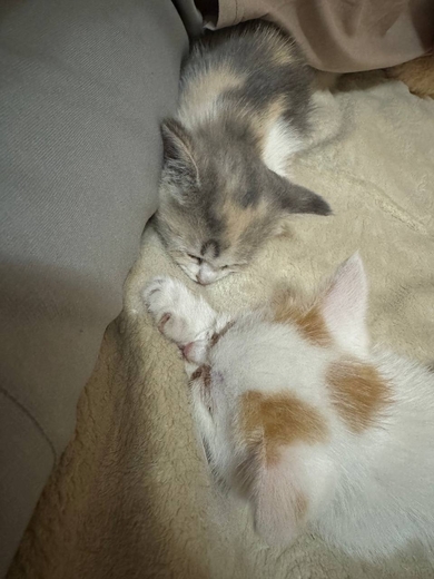 Котята ищут добрые руки , фото 3