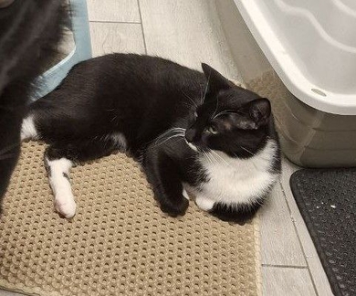 Потерялся кот Кефир