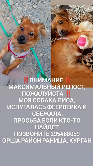 г. Орша потерялась собака рыженькая, девочка, кличка Лиса