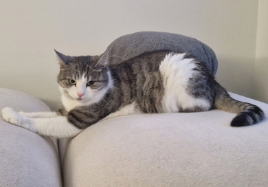 Потерялась кошка Плюша!, фото 2