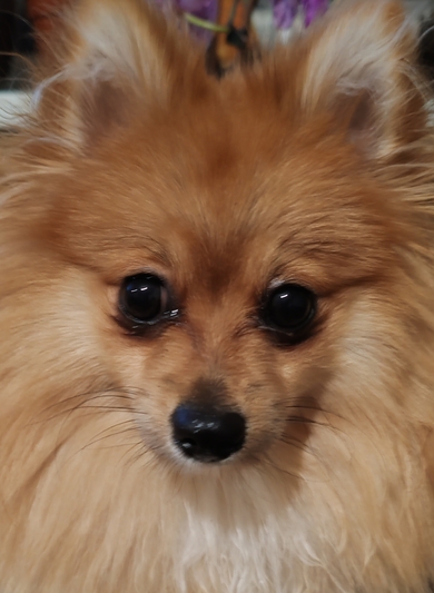 Пропала девочка-шпиц