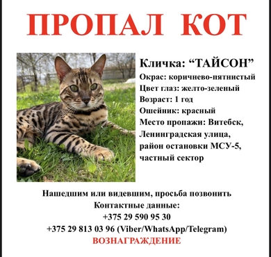 ПРОПАЛ КОТ ПО КЛИЧКЕ 