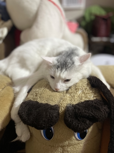 Потерялся кот Тимоша