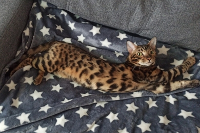Пропал бенгальский кот