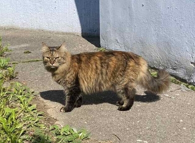 Пропала кошка
