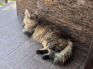 Пропала кошка, фото 4