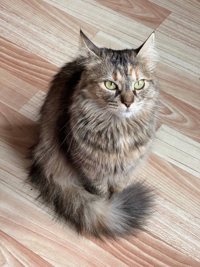 Пропала кошка, фото 2