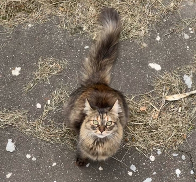 Пропала кошка, фото 3