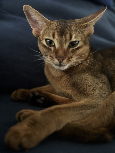 Пропала абиссинская кошка  