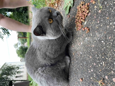 Найден котик 