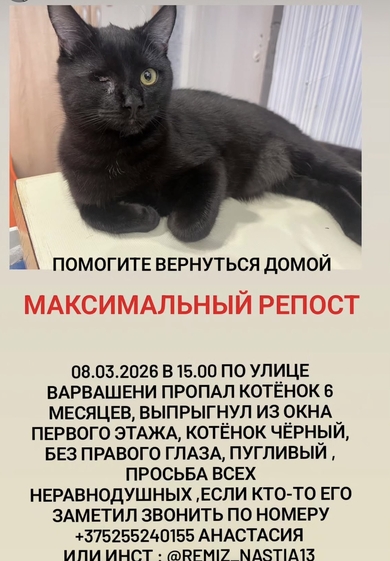 Пропал Котенко с одним глазиком