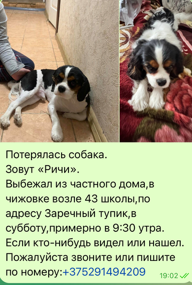 ПОТЕРЯЛСЯ ПЕС 