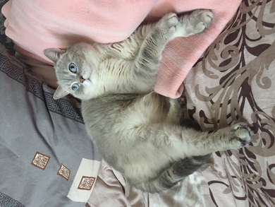 Пропал кот !!!