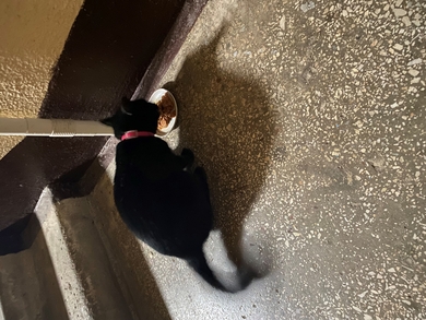 Замечен котенок
