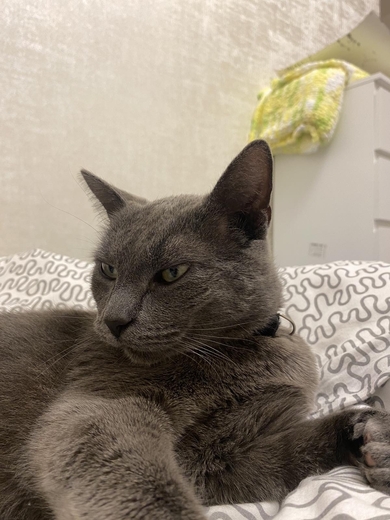 Кот серый с ошейником, фото 2