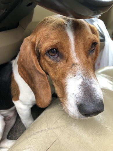 Найдена собака, фото 2