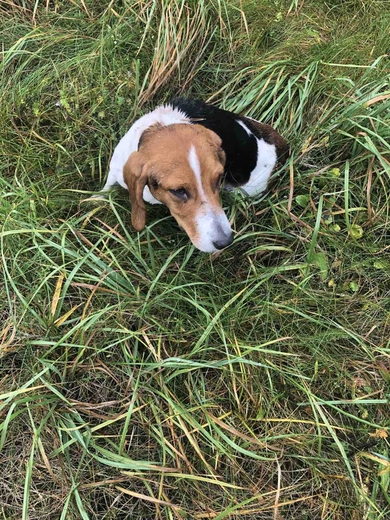 Найдена собака