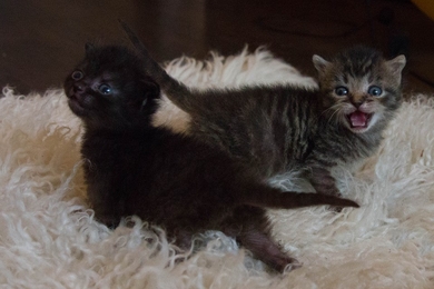 Раздача волшебных котов! , фото 3
