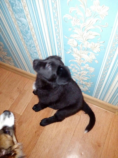 Красивый щенок ищет дом!, фото 2