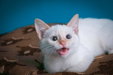 Котёнок белый с голубыми глазами.