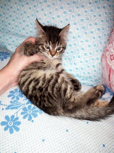 Отдам котят в ответственные руки.