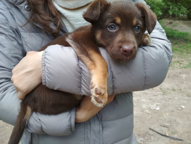 ДЕВОЧКА С ГЛАЗАМИ ЦВЕТА НЕБА ИЩЕТ ДОМ, фото 3