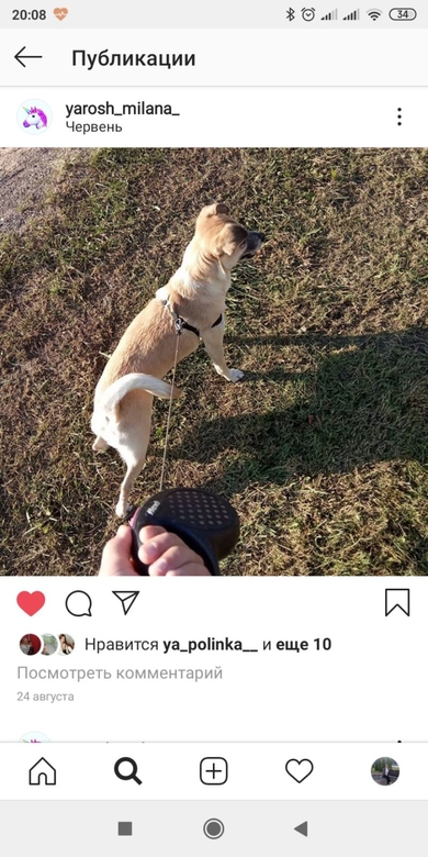 пропала собака в Серебрянке